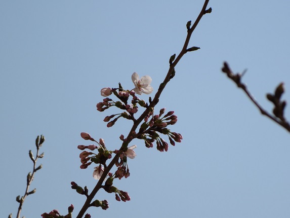 桜①